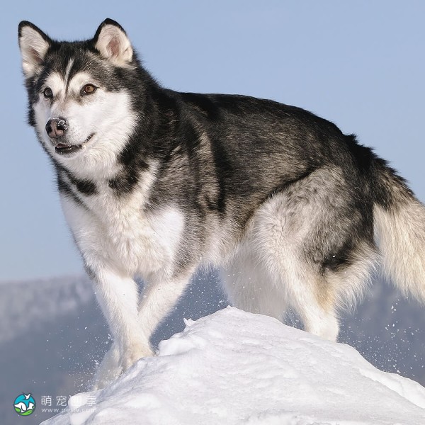 阿拉斯加雪橇犬-4