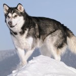 阿拉斯加雪橇犬-缩略图-4