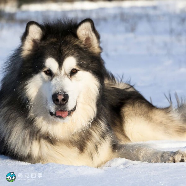 阿拉斯加雪橇犬-5