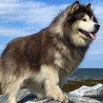 阿拉斯加雪橇犬-缩略图-6