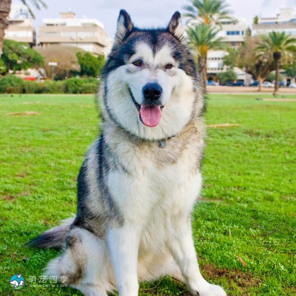 阿拉斯加雪橇犬-8