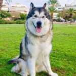 阿拉斯加雪橇犬-缩略图-8