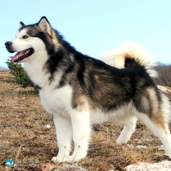 阿拉斯加雪橇犬-9