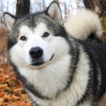 阿拉斯加雪橇犬-缩略图-10