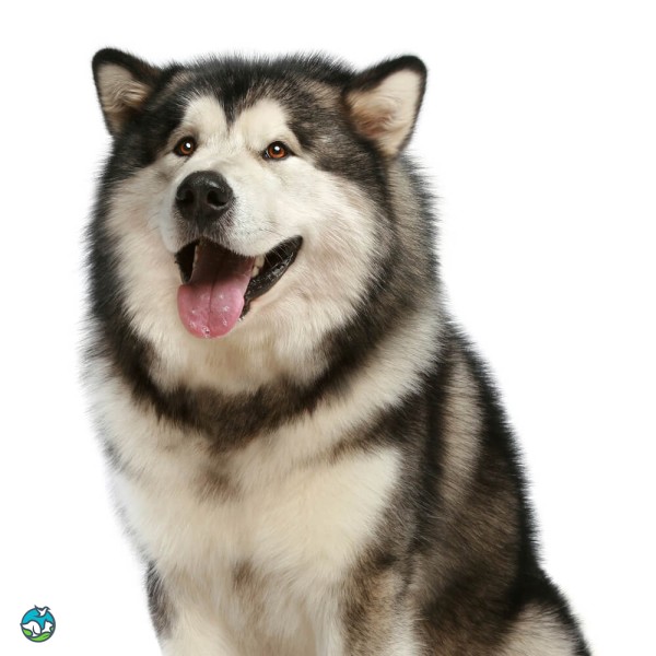 阿拉斯加雪橇犬-11