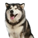 阿拉斯加雪橇犬-缩略图-11