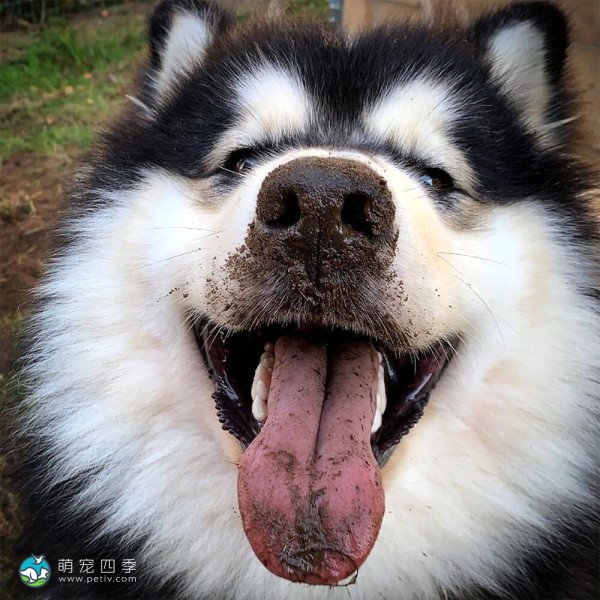 阿拉斯加雪橇犬-12