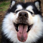 阿拉斯加雪橇犬-缩略图-12