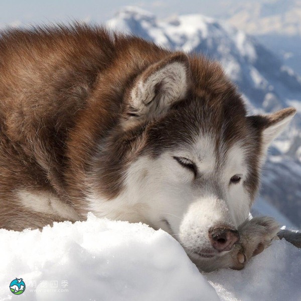 阿拉斯加雪橇犬-13