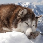 阿拉斯加雪橇犬-缩略图-13