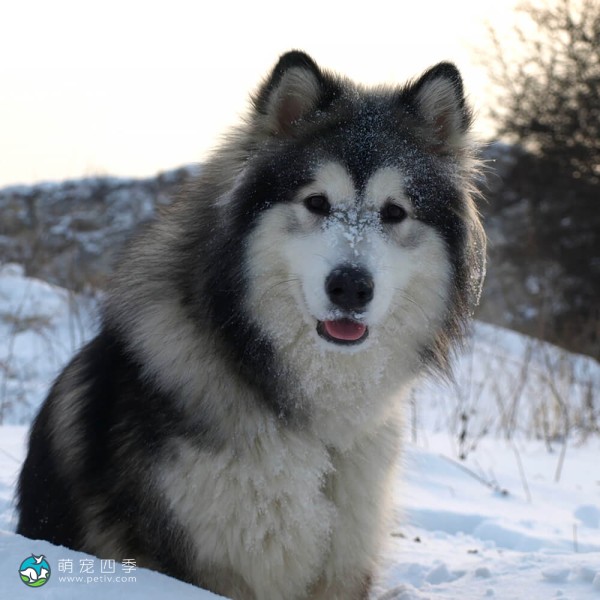 阿拉斯加雪橇犬-14