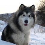 阿拉斯加雪橇犬-缩略图-14