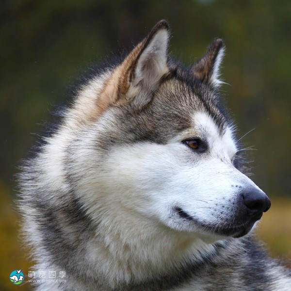 阿拉斯加雪橇犬-15