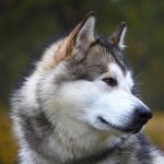 阿拉斯加雪橇犬-缩略图-15