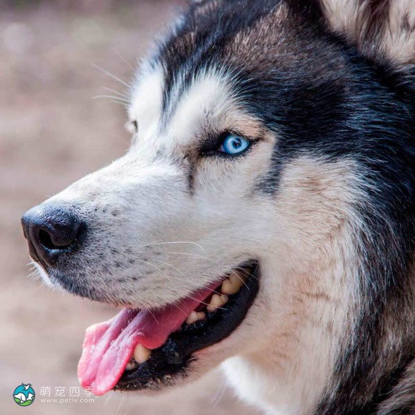 西伯利亚雪橇犬-1