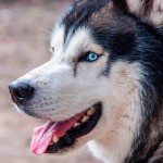 西伯利亚雪橇犬-缩略图-1