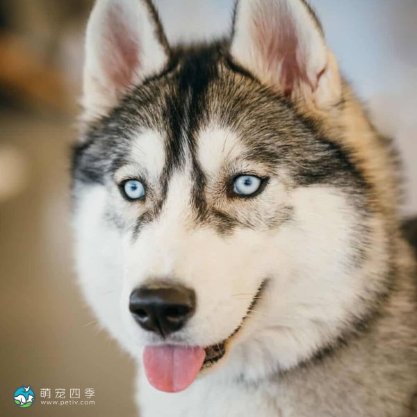 西伯利亚雪橇犬-2