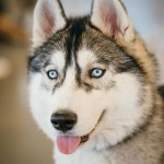 西伯利亚雪橇犬-缩略图-2