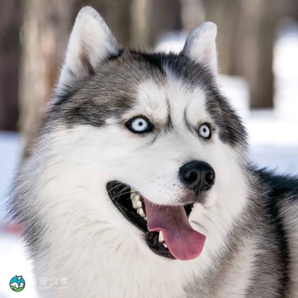 西伯利亚雪橇犬-3