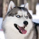 西伯利亚雪橇犬-缩略图-3