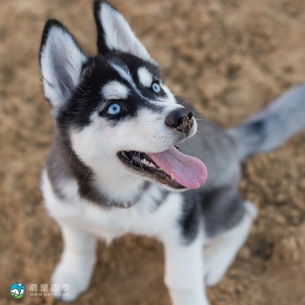 西伯利亚雪橇犬-4