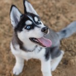 西伯利亚雪橇犬-缩略图-4