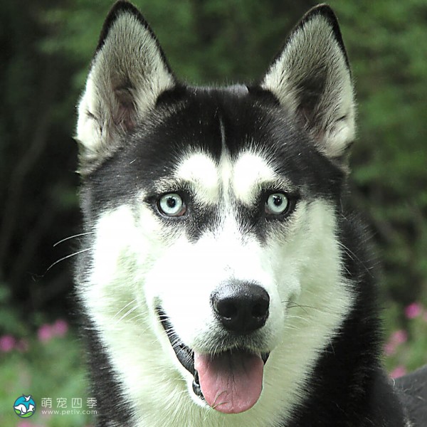 西伯利亚雪橇犬-5