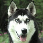 西伯利亚雪橇犬-缩略图-5