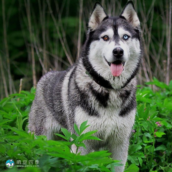 西伯利亚雪橇犬-6