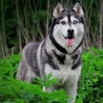 西伯利亚雪橇犬-缩略图-6