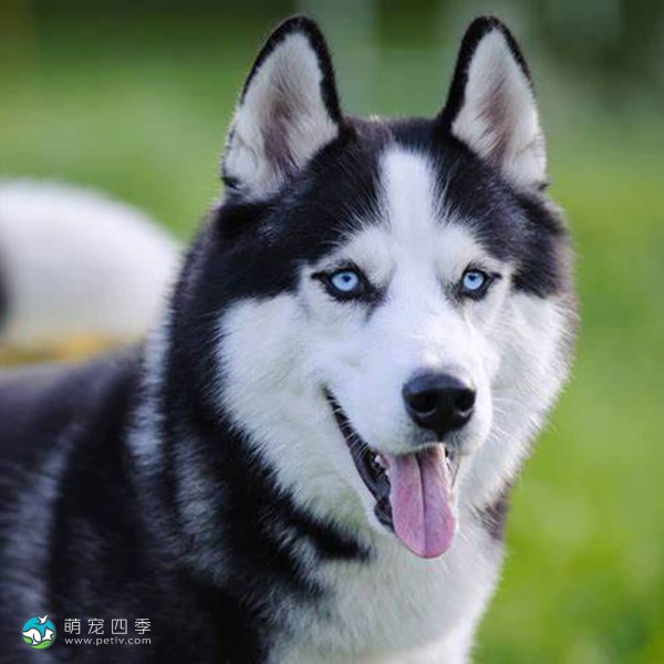 西伯利亚雪橇犬-7