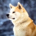 日本秋田犬-缩略图-1