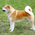 日本秋田犬-缩略图-2