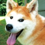 日本秋田犬-缩略图-4