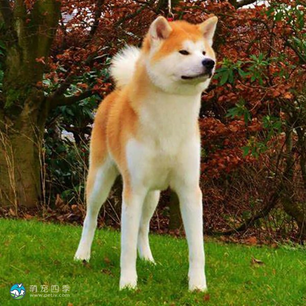 日本秋田犬-6