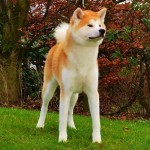 日本秋田犬-缩略图-6