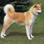 日本秋田犬-缩略图-9