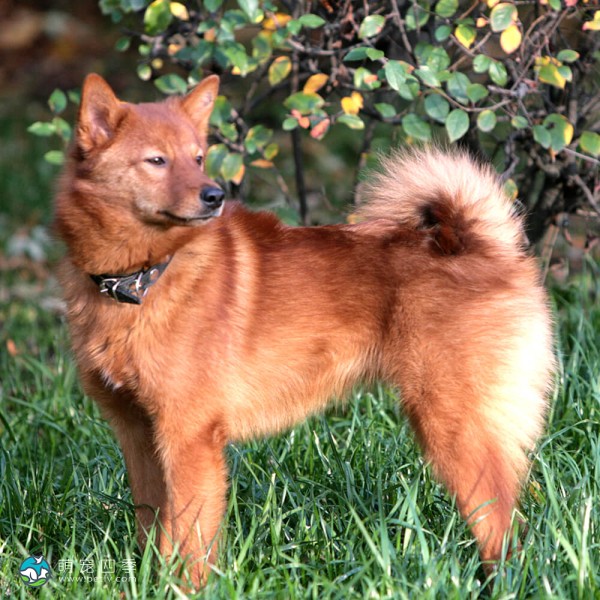 芬兰猎犬-1