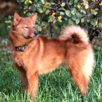 芬兰猎犬-缩略图-1