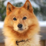 芬兰猎犬-缩略图-2