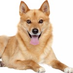 芬兰猎犬-缩略图-3