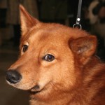 芬兰猎犬-缩略图-5