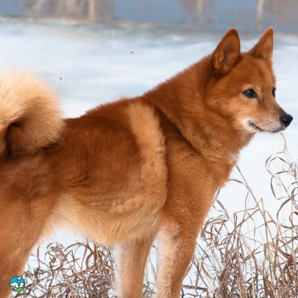 芬兰猎犬-6