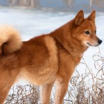 芬兰猎犬-缩略图-6
