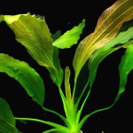 香瓜草-缩略图-1