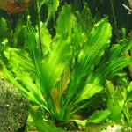 香瓜草-缩略图-2