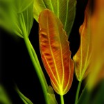 香瓜草-缩略图-4