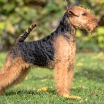 威尔士㹴-缩略图-1