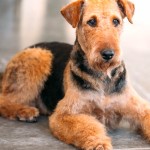 威尔士㹴-缩略图-2