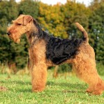 威尔士㹴-缩略图-3